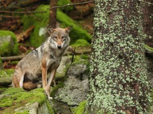 loup fr